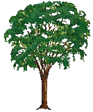 [American Elm - 13.1K]