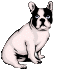 [Boston Terrier - 2.3K]
