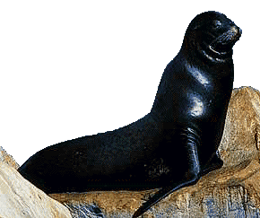 [Sea Lion - 25.9K]
